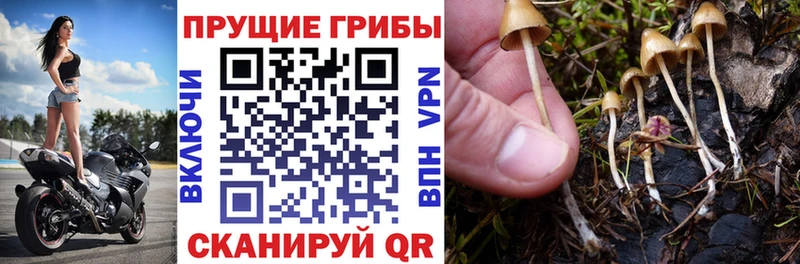 Псилоцибиновые грибы Psilocybine cubensis  Суворов 